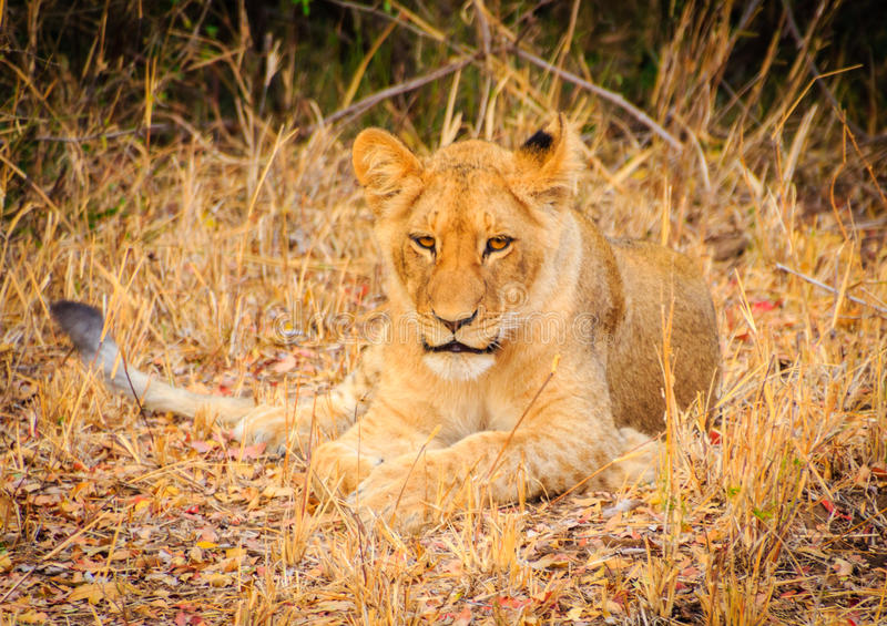 lazy-lion-cub-being-karongwe-private-game-reserve-south-africa-80708861